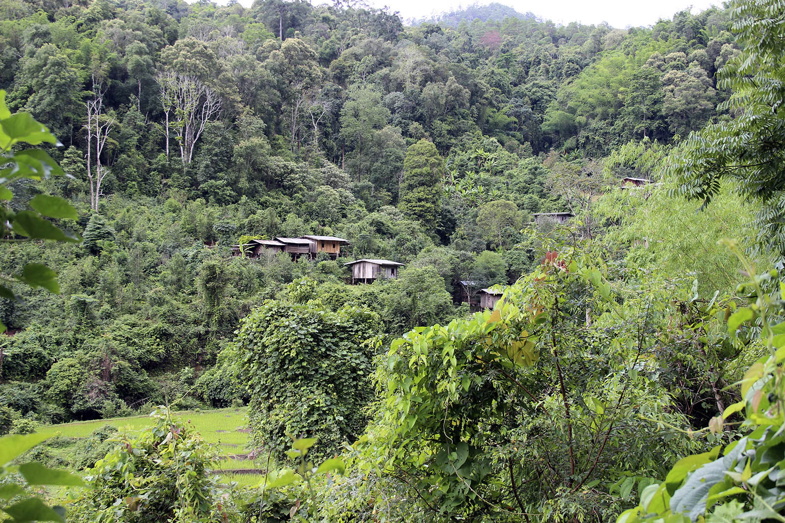 Rafting sur radeau de bamboo | Chiang Mai Trekking | Le meilleur trekking à Chiang Mai avec Piroon Nantaya