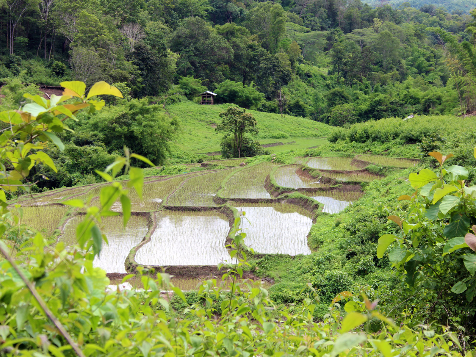 Explorez la jungle du nord de la Thaïlande avec nous | Chiang Mai Trekking | Le meilleur trekking à Chiang Mai avec Piroon Nantaya