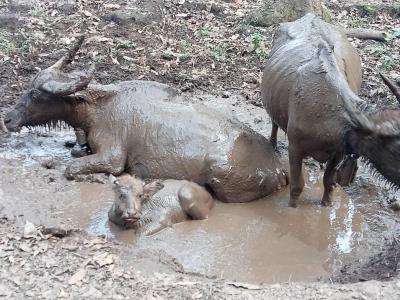 Esmee, Ella, Lucas, Bas | Chiang Mai Trekking | Le meilleur trekking à Chiang Mai avec Piroon Nantaya