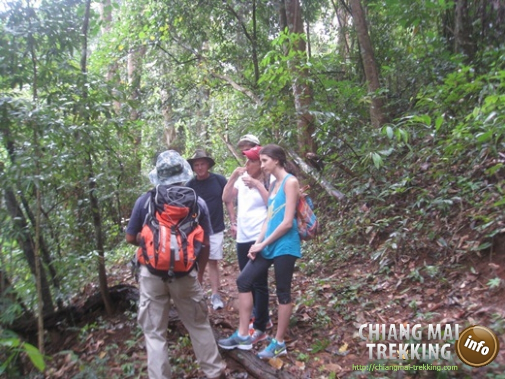 Doi Suthep & Daytrip Trekking | Chiang Mai Trekking | Le meilleur trekking à Chiang Mai avec Piroon Nantaya