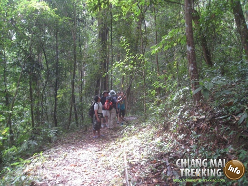 Doi Suthep & Daytrip Trekking | Chiang Mai Trekking | Le meilleur trekking à Chiang Mai avec Piroon Nantaya