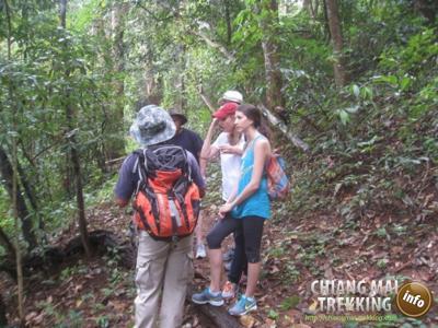 Doi Suthep & Daytrip Trekking | Chiang Mai Trekking | Le meilleur trekking à Chiang Mai avec Piroon Nantaya