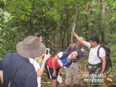 Doi Suthep & Daytrip Trekking | Chiang Mai Trekking | Le meilleur trekking à Chiang Mai avec Piroon Nantaya