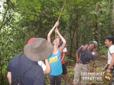 Doi Suthep & Daytrip Trekking | Chiang Mai Trekking | Le meilleur trekking à Chiang Mai avec Piroon Nantaya