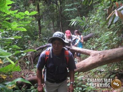 Doi Suthep & Daytrip Trekking | Chiang Mai Trekking | Le meilleur trekking à Chiang Mai avec Piroon Nantaya