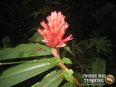 Doi Suthep & Daytrip Trekking | Chiang Mai Trekking | Le meilleur trekking à Chiang Mai avec Piroon Nantaya