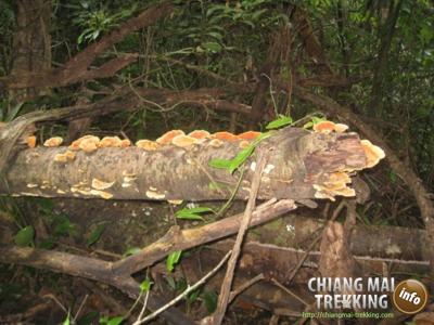 Doi Suthep & Daytrip Trekking | Chiang Mai Trekking | Le meilleur trekking à Chiang Mai avec Piroon Nantaya