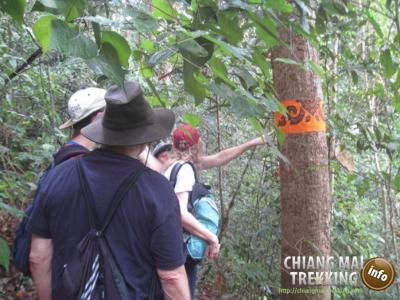 Doi Suthep & Daytrip Trekking | Chiang Mai Trekking | Le meilleur trekking à Chiang Mai avec Piroon Nantaya