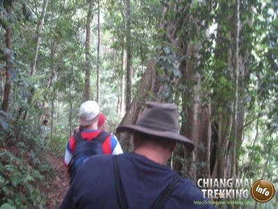 Doi Suthep & Daytrip Trekking | Chiang Mai Trekking | Le meilleur trekking à Chiang Mai avec Piroon Nantaya