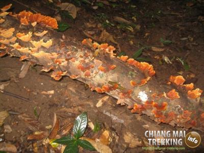 Photos de nos clients | Chiang Mai Trekking | Le meilleur trekking à Chiang Mai avec Piroon Nantaya