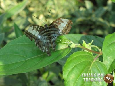 Tiger Kingdom, Orchid & Butterfly Farm | Chiang Mai Trekking | Le meilleur trekking &agrave; Chiang Mai avec Piroon Nantaya
