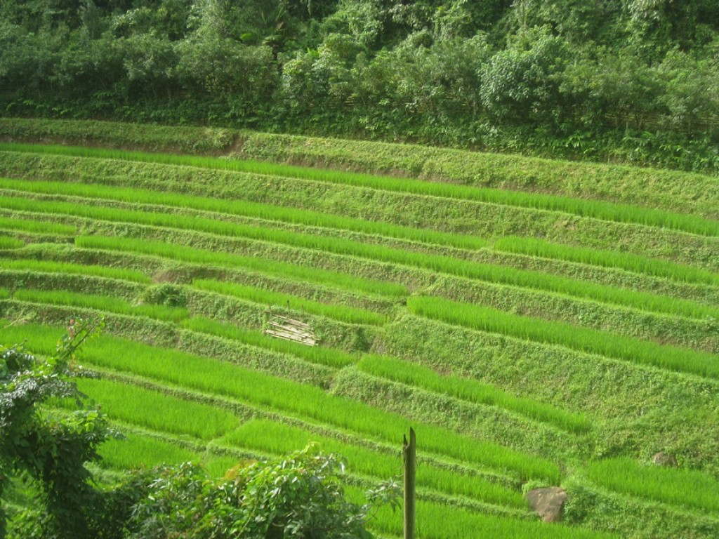 Daytrip Trekking Tour | Chiang Mai Trekking | Le meilleur trekking à Chiang Mai avec Piroon Nantaya