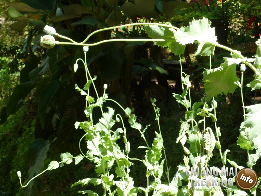 Doi Suthep, Doi Pui & local market | Chiang Mai Trekking | Le meilleur trekking à Chiang Mai avec Piroon Nantaya