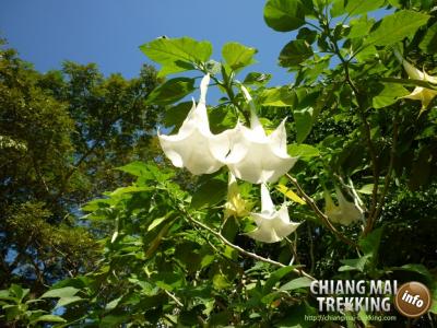 Photos de nos clients | Chiang Mai Trekking | Le meilleur trekking à Chiang Mai avec Piroon Nantaya