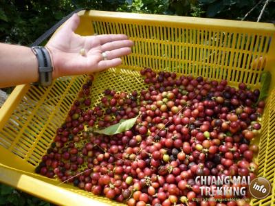 Doi Suthep, Doi Pui & local market | Chiang Mai Trekking | Le meilleur trekking à Chiang Mai avec Piroon Nantaya