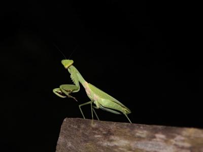 3-days/2-nights Trekking Tour | Chiang Mai Trekking | Le meilleur trekking à Chiang Mai avec Piroon Nantaya