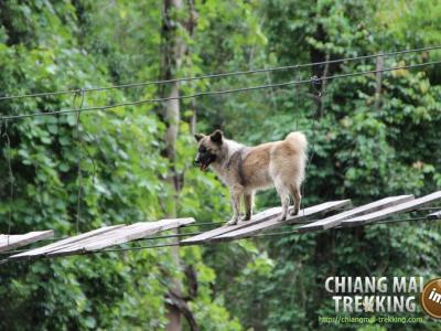 Photos de nos clients | Chiang Mai Trekking | Le meilleur trekking à Chiang Mai avec Piroon Nantaya