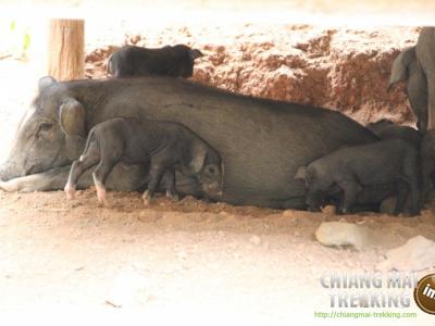 2-days/1-night Trekking Tour | Chiang Mai Trekking | Le meilleur trekking à Chiang Mai avec Piroon Nantaya