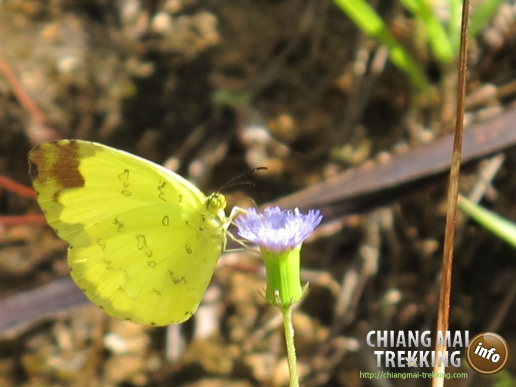 Day Trip Chiang Dao Cave & Doi Luang Chiang Dao Mountain | Chiang Mai Trekking | Le meilleur trekking &agrave; Chiang Mai avec Piroon Nantaya