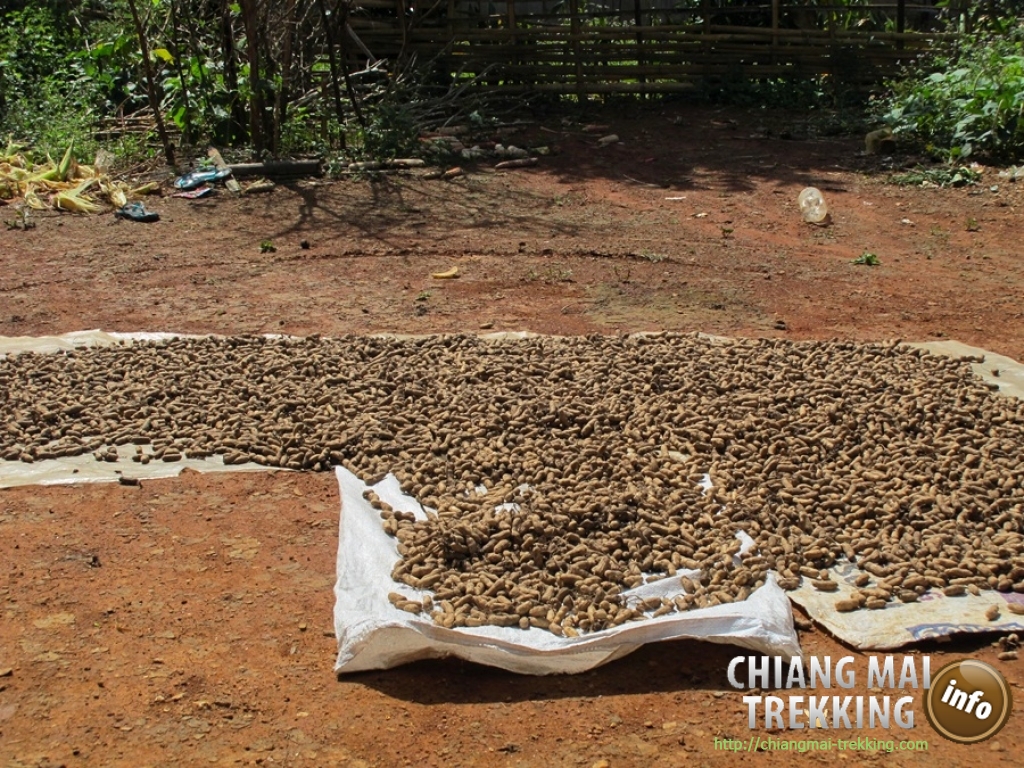 Day Trip Chiang Dao Cave & Doi Luang Chiang Dao Mountain | Chiang Mai Trekking | Le meilleur trekking à Chiang Mai avec Piroon Nantaya