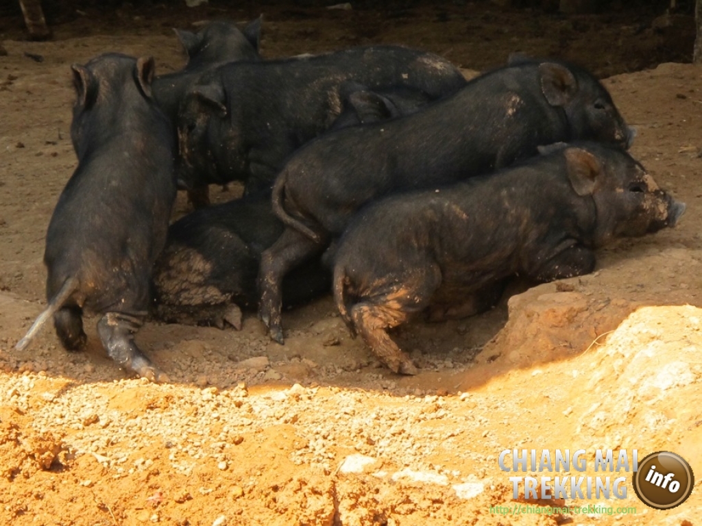 Day Trip Chiang Dao Cave & Doi Luang Chiang Dao Mountain | Chiang Mai Trekking | Le meilleur trekking à Chiang Mai avec Piroon Nantaya