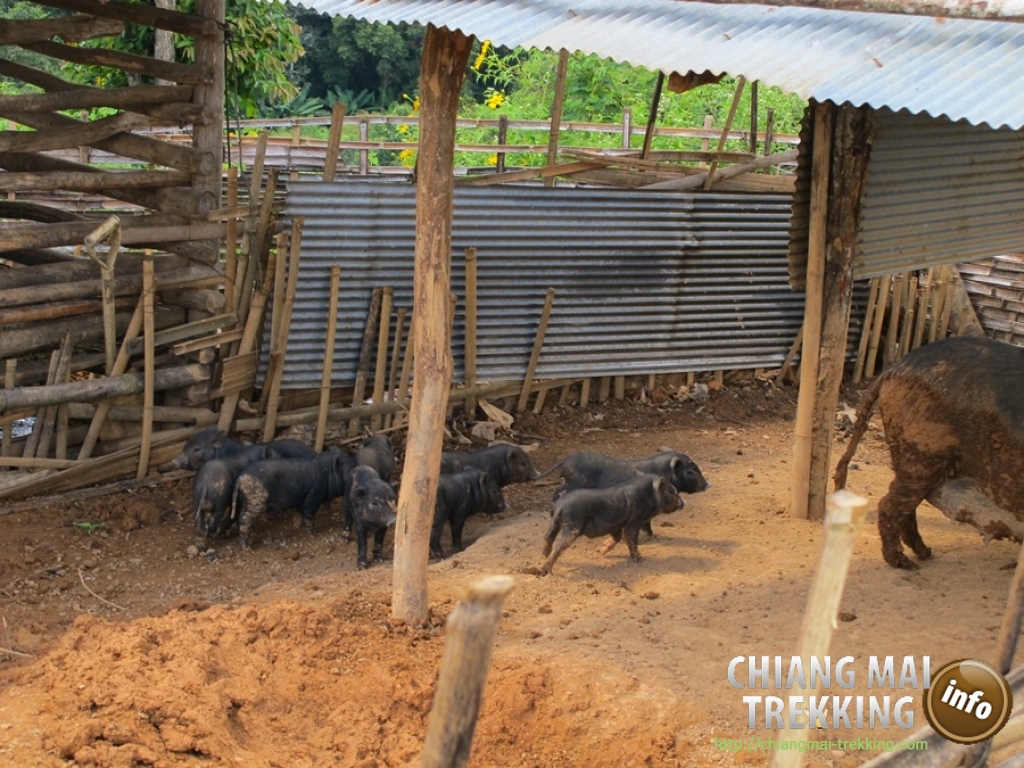 Day Trip Chiang Dao Cave & Doi Luang Chiang Dao Mountain | Chiang Mai Trekking | Le meilleur trekking à Chiang Mai avec Piroon Nantaya