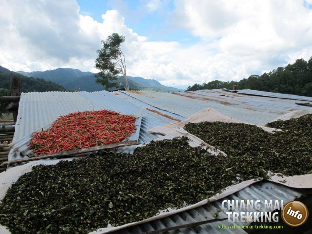 Day Trip Chiang Dao Cave & Doi Luang Chiang Dao Mountain | Chiang Mai Trekking | Le meilleur trekking à Chiang Mai avec Piroon Nantaya