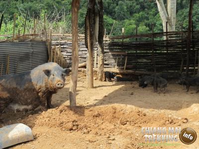 Photos de nos clients | Chiang Mai Trekking | Le meilleur trekking &agrave; Chiang Mai avec Piroon Nantaya