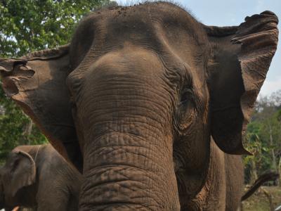Photos de nos clients | Chiang Mai Trekking | Le meilleur trekking à Chiang Mai avec Piroon Nantaya