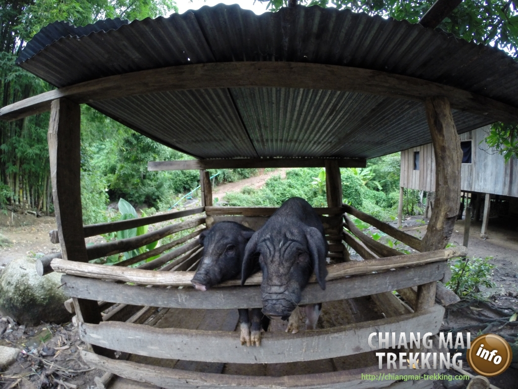 3-days/2-nights Trekking Tour | Chiang Mai Trekking | Le meilleur trekking &agrave; Chiang Mai avec Piroon Nantaya