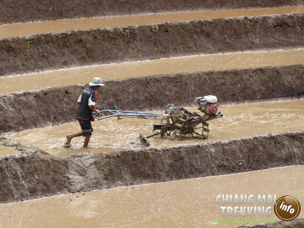 3-days/2-nights Trekking Tour | Chiang Mai Trekking | Le meilleur trekking &agrave; Chiang Mai avec Piroon Nantaya