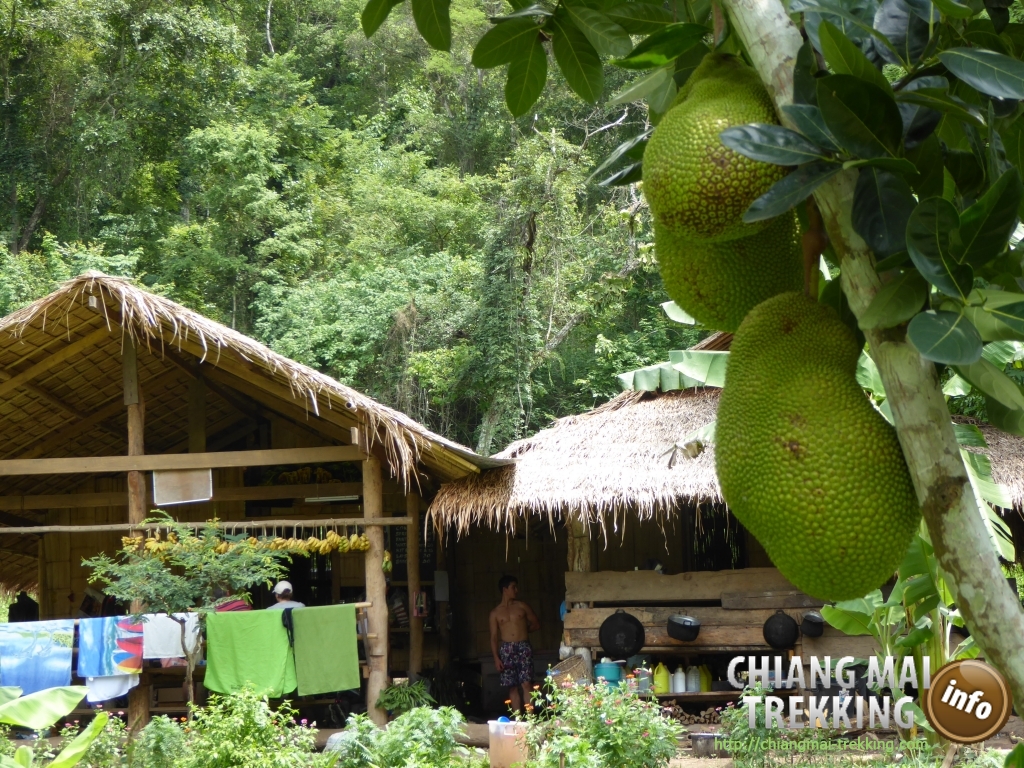 3-days/2-nights Trekking Tour | Chiang Mai Trekking | Le meilleur trekking à Chiang Mai avec Piroon Nantaya