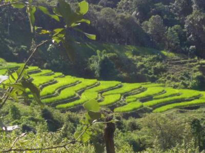 One day soft trekking  | Chiang Mai Trekking | Le meilleur trekking à Chiang Mai avec Piroon Nantaya